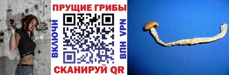 Галлюциногенные грибы мицелий  Звенигород 