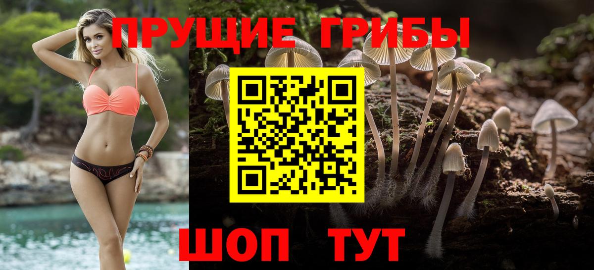Галлюциногенные грибы Psilocybe Звенигород